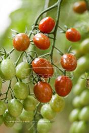 Image du Maroc Professionnelle de  Avec l'introduction des cultures sous abris serres, la région de Dakhla est devenue en très peu de temps célèbre pour ces productions de fruits et légumes destinés à l’export.  Sous d’immenses serres, la production des tomates en grappes bénéficie d’un climat phénoménalement ensoleillé, tempéré et régulier, Mardi 21 Novembre 2006. (Photo / Abdeljalil Bounhar)